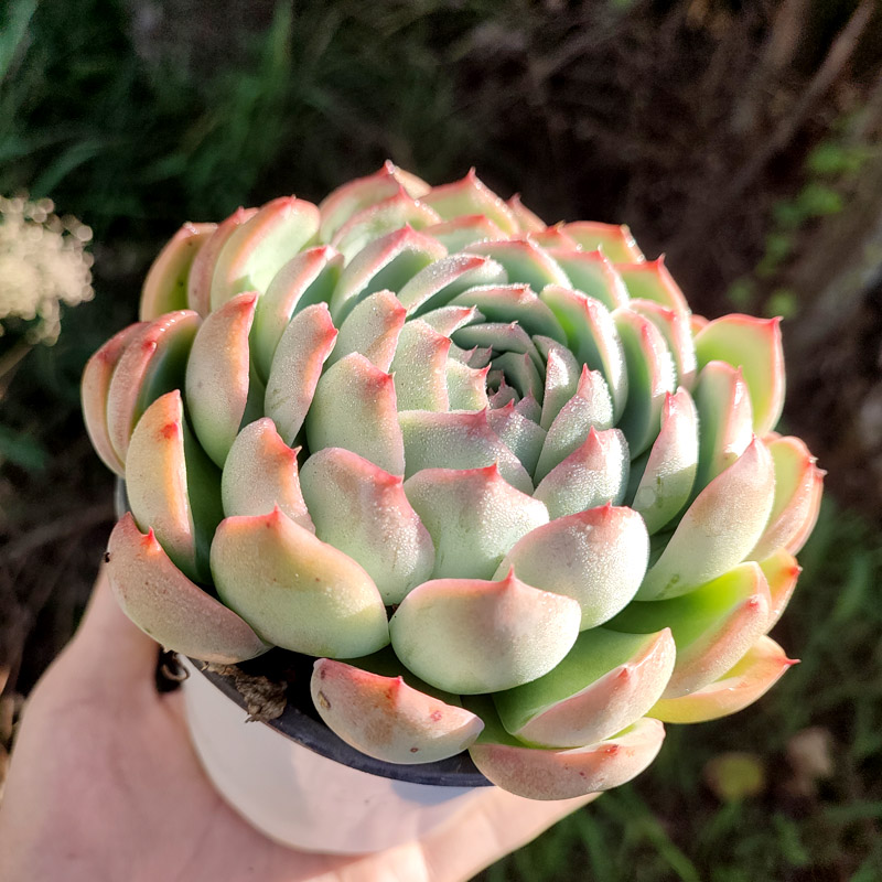 莎莎女王皮实厚叶系列精选选单头多植物阳台多肉植物