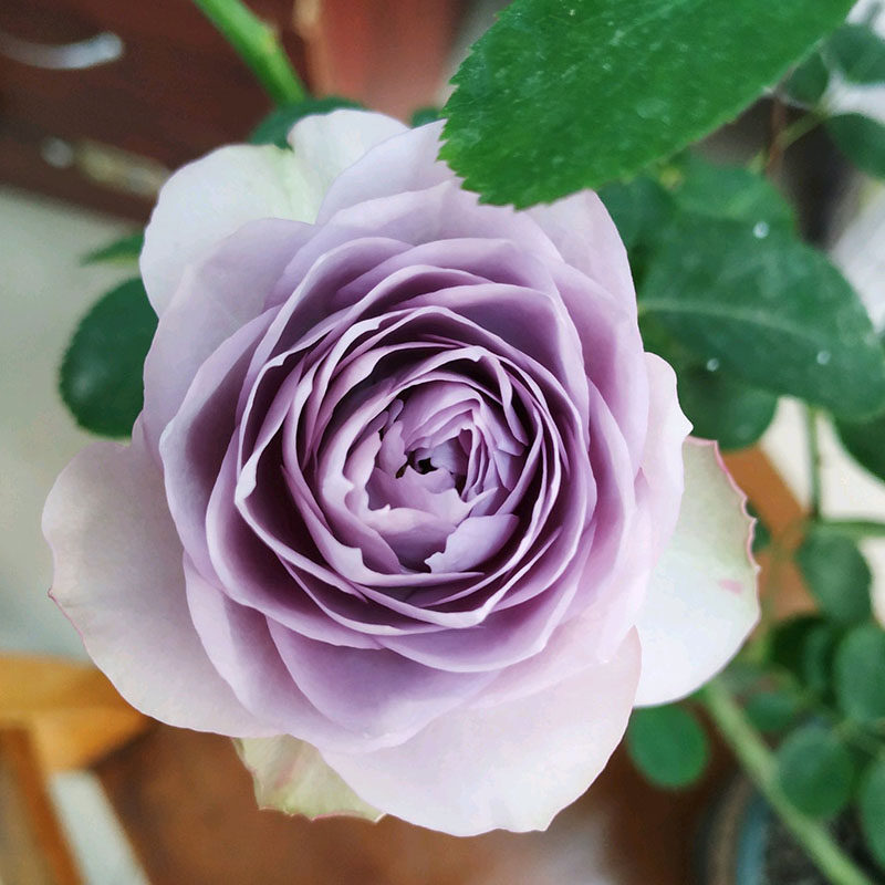 绊蜉海葵女儿红蕾丝香织装饰紫丁香索菲罗莎世霸花卉