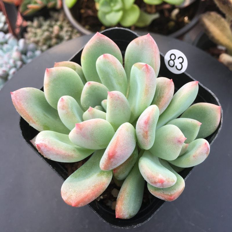 室内多肉维纳斯肉肉植物办公办公室萌肉肉小盆栽多肉植物