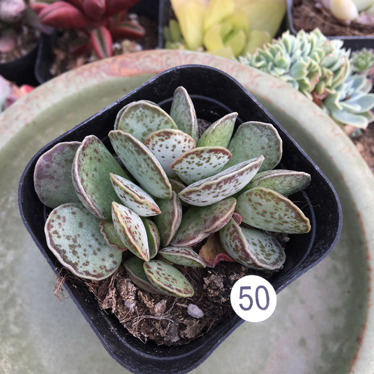 水泡天锦章神响曲一物一拍赤兔玛丽安梅花鹿多肉植物多肉植物