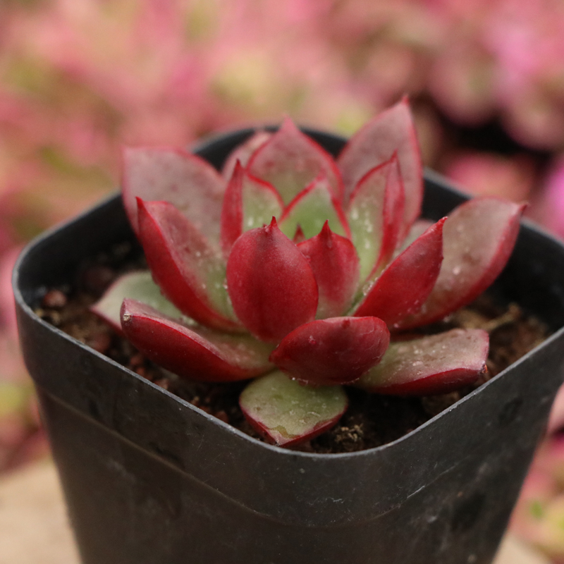 斗牛植物斗牛士士多净化空气甲醛室内花卉办公室阳台多肉植物