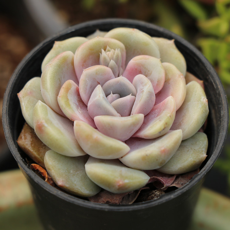 汉堡 多肉植物 泰尼汉堡 肉肉植物 萌肉肉组合盆栽 梦露园艺