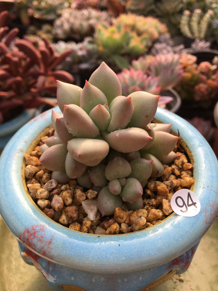 多肉象牙一物一拍东云群生多头植物阳台办公桌多肉植物