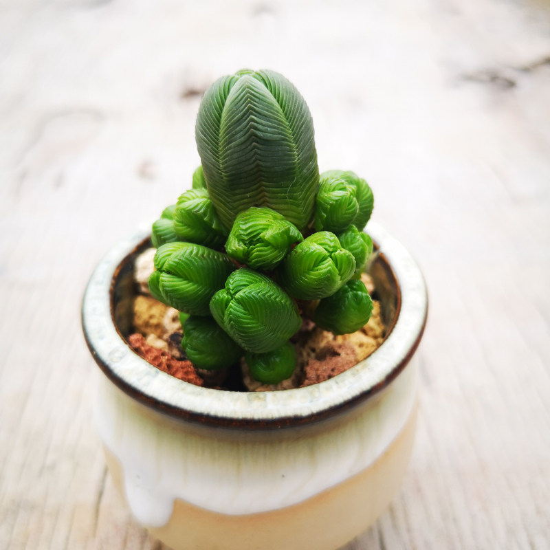 植物达摩绿塔群生一物一拍锁龙属多组合盆栽多肉植物