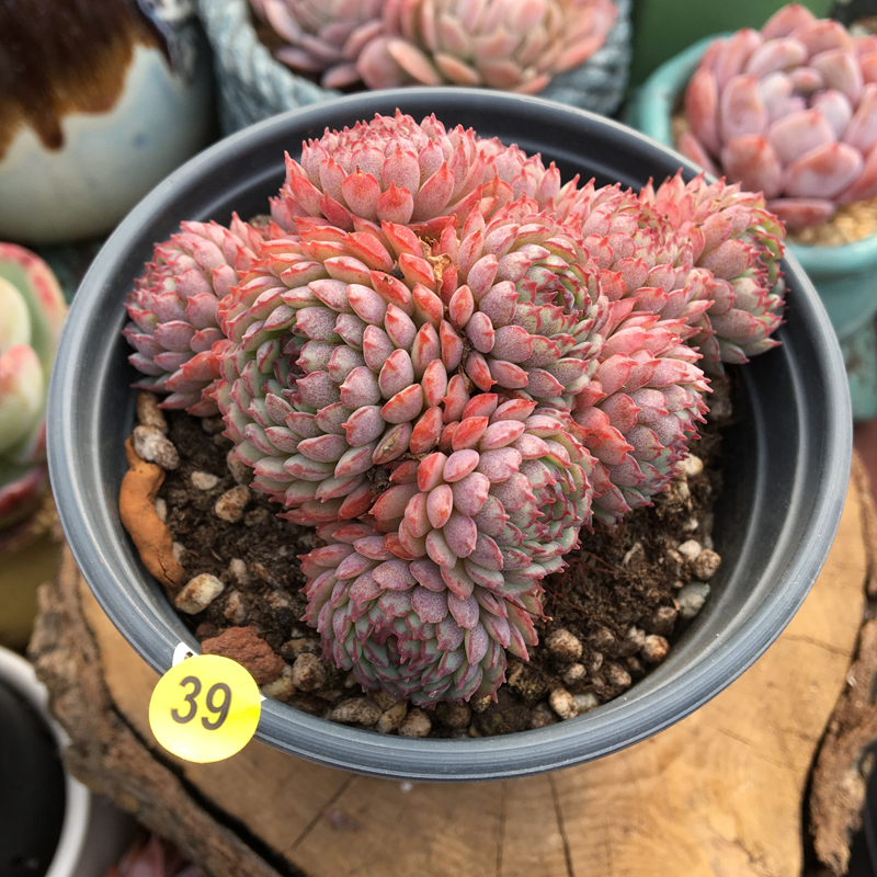 小红红衣多肉植物新版老版一物一拍群生多肉植物