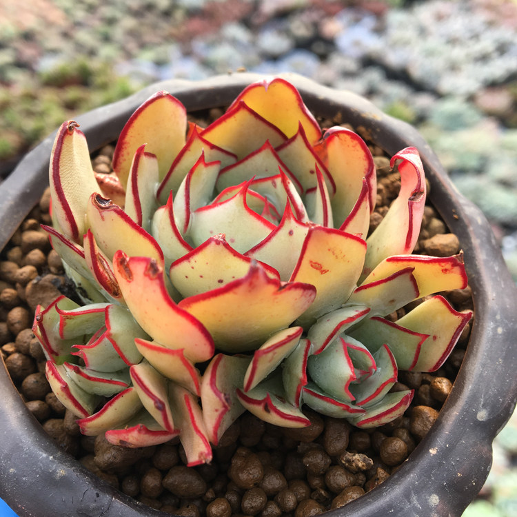 植物诺娃多肉多肉剑斯诺剑司组合盆栽花卉绿植多肉植物