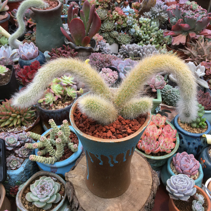 多肉植物九尾狐多头群生垂吊软毛尾巴长毛稀有多肉植物