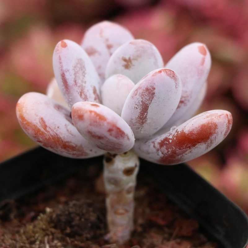 雪美雪美人人肉多肉植物超萌萌肉室内花卉组合多肉植物