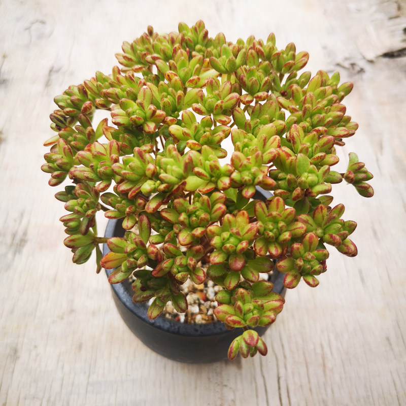 小人棒叶祭锦仙童唱多植物日本小松盆栽绿植多肉植物