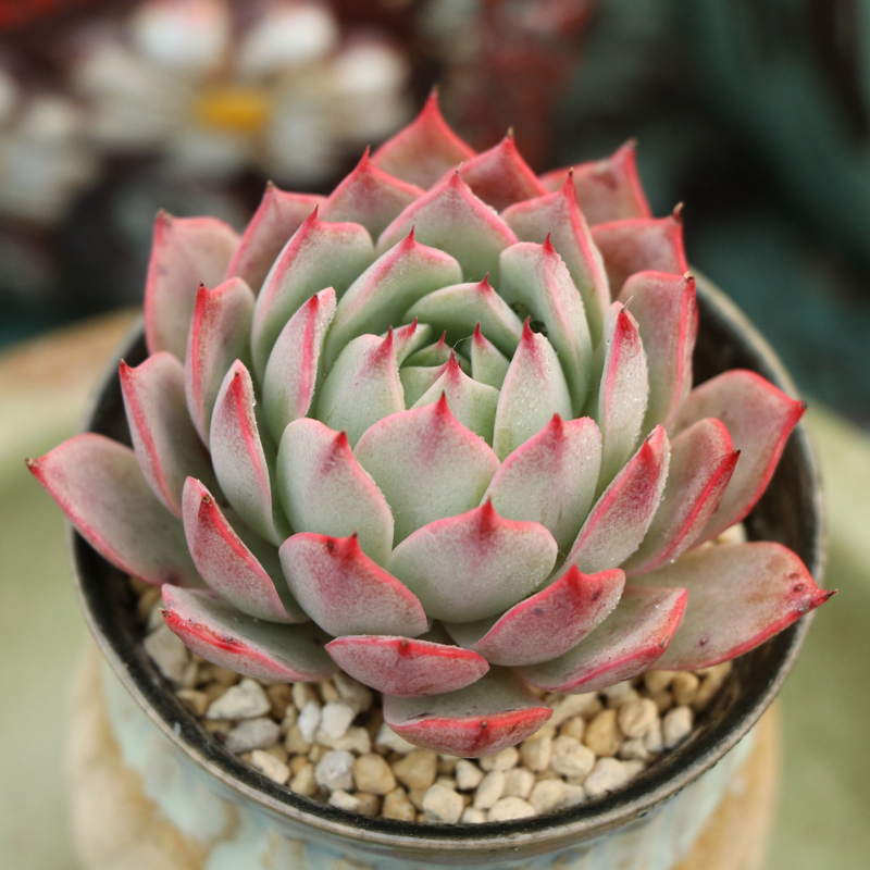 林杰安娜5cm贵货多肉植物 多肉植物花卉绿植盆栽办公室防辐射