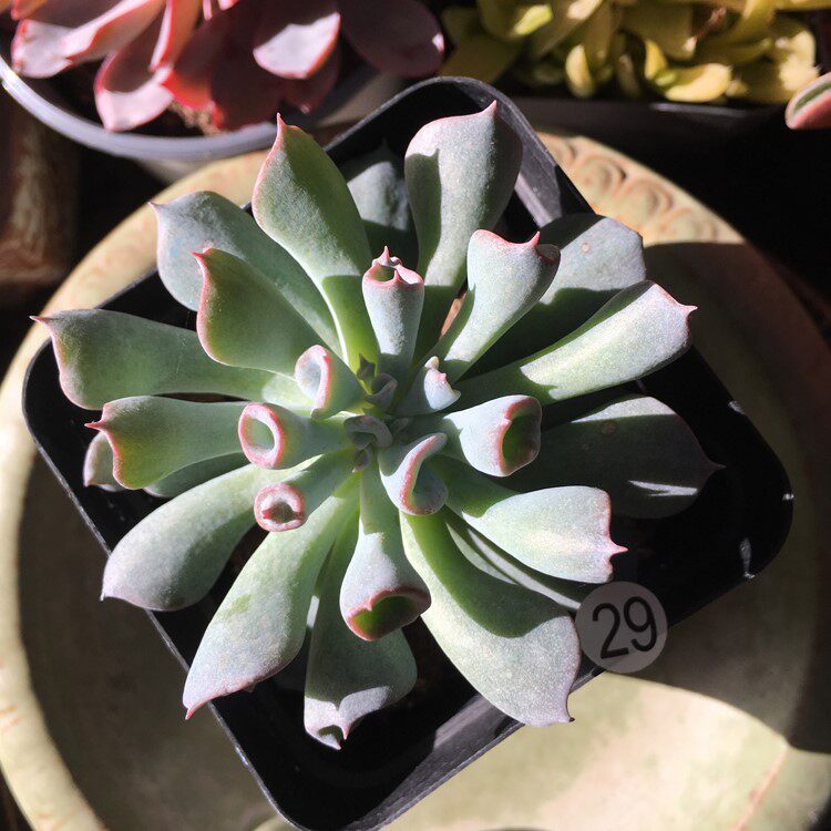 植物魔笛多肉筒叶一物一拍参考厘米盆多比较多肉植物