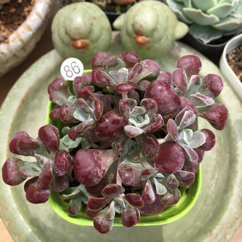 多肉一物一拍红霜稀有冬季香味品种花卉盆栽多肉植物