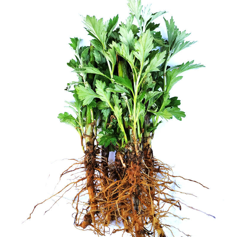 新鲜带根艾草艾苗盆栽红艾野生艾根煲汤艾叶绿植