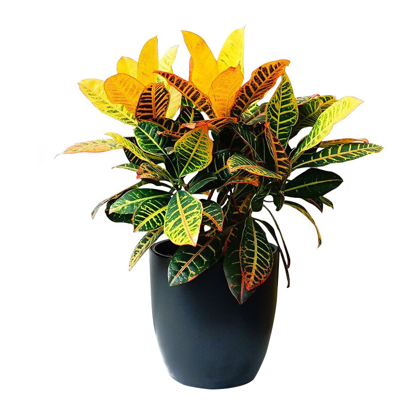 黄金叶盆栽变叶木七彩阳台观叶植物洒金榕变色木彩叶木趣味绿植
