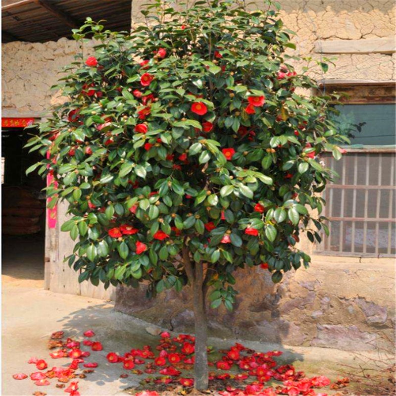 冬季庭院耐寒花卉植物大型耐冬茶花树苗四季时令草本花卉
