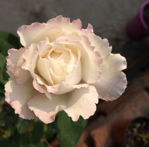 乐柏日本河本纯强香月季月季花花苗日月花卉苗木花卉