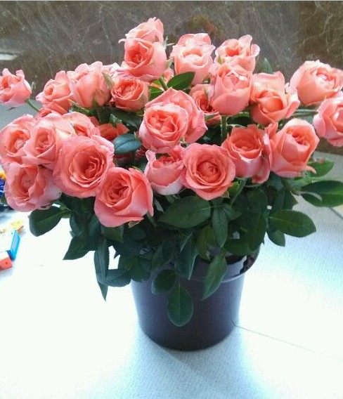 影星橘红鲜切玫瑰月季花苗绿植四季花卉