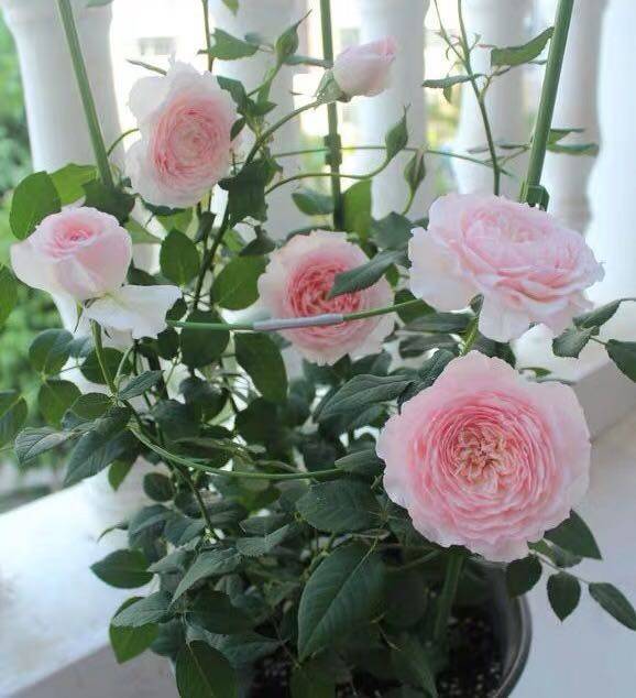 美咲misaki日本经典浓香丰花月季大花带原发货时令草本花卉