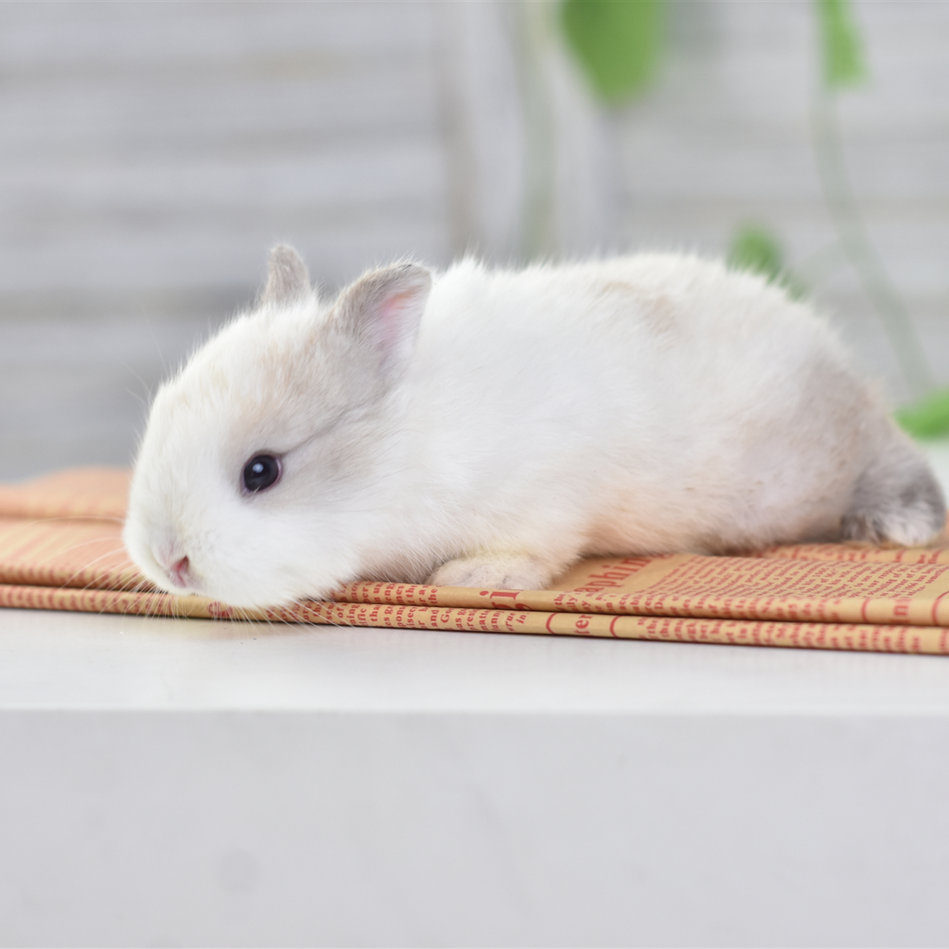 荷兰纯种小型侏儒兔子活物茶杯兔长不大垂耳兔兔