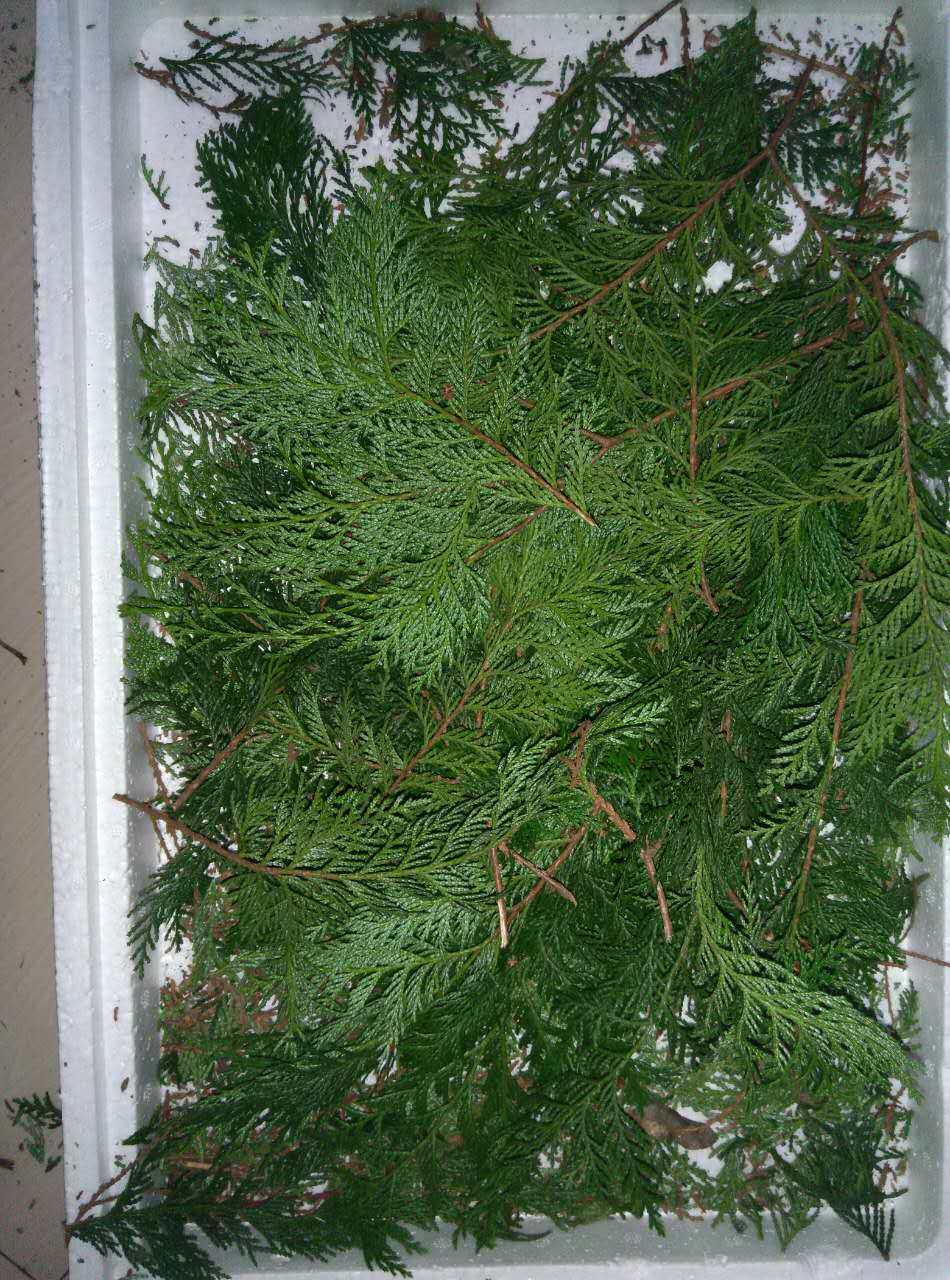 大山特产新鲜侧柏叶侧柏树叶无患子果皮香柏扁柏柏树现采现卖