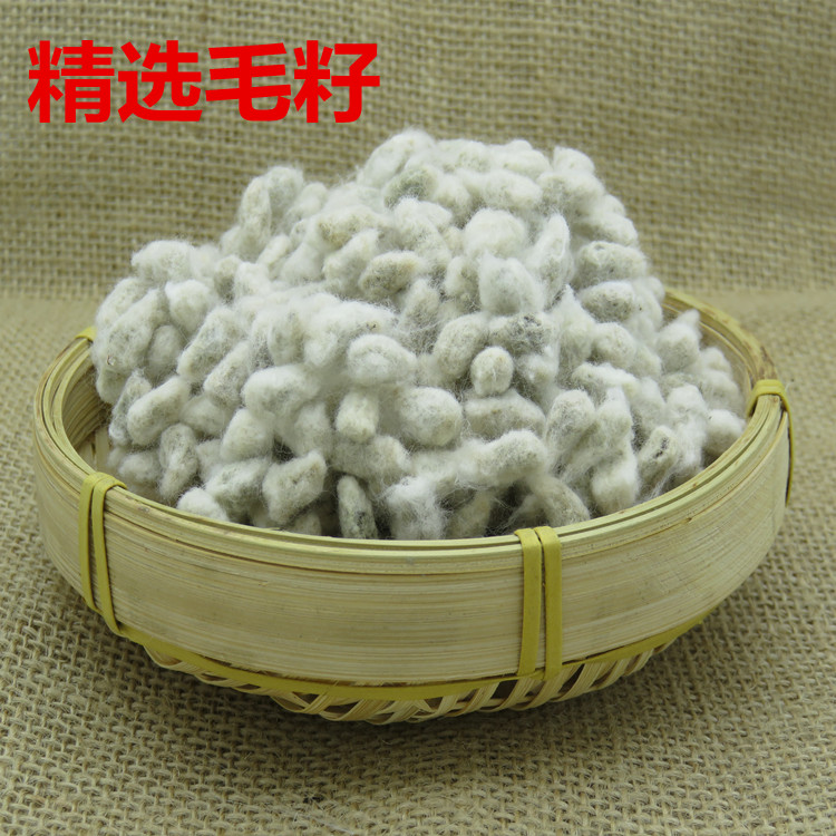 棉花山东花籽去壳棉籽仔棉花种子棉花子无壳家庭园艺种子