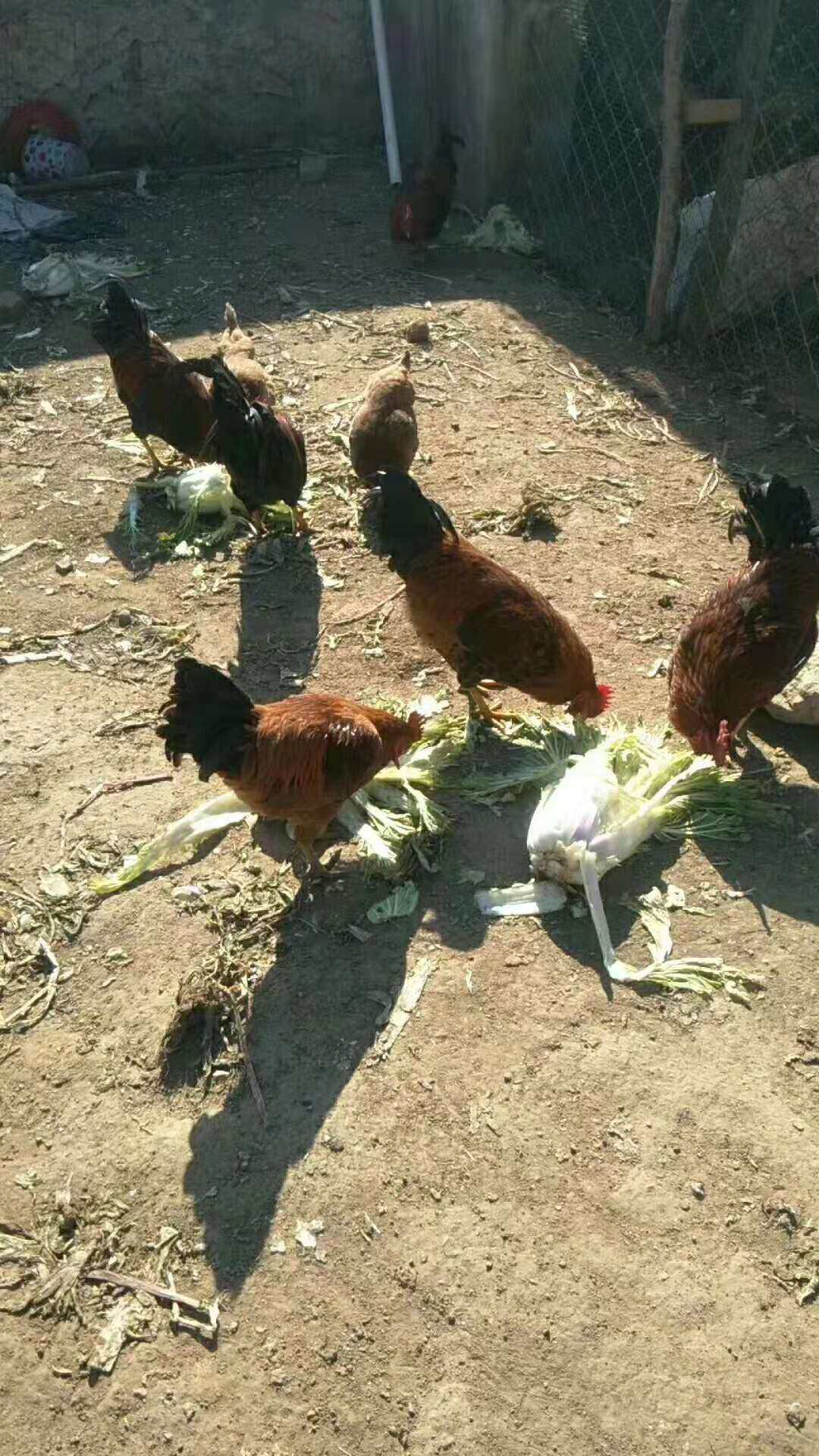 农村散养溜达鸡月子鸡柴鸡肥美现杀带下下货整鸡