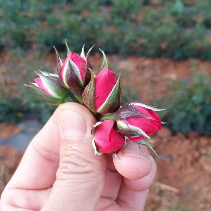 云南特产玫瑰花茶50gx2罐装金边玫瑰花茶新鲜干玫瑰花泡茶不熏硫