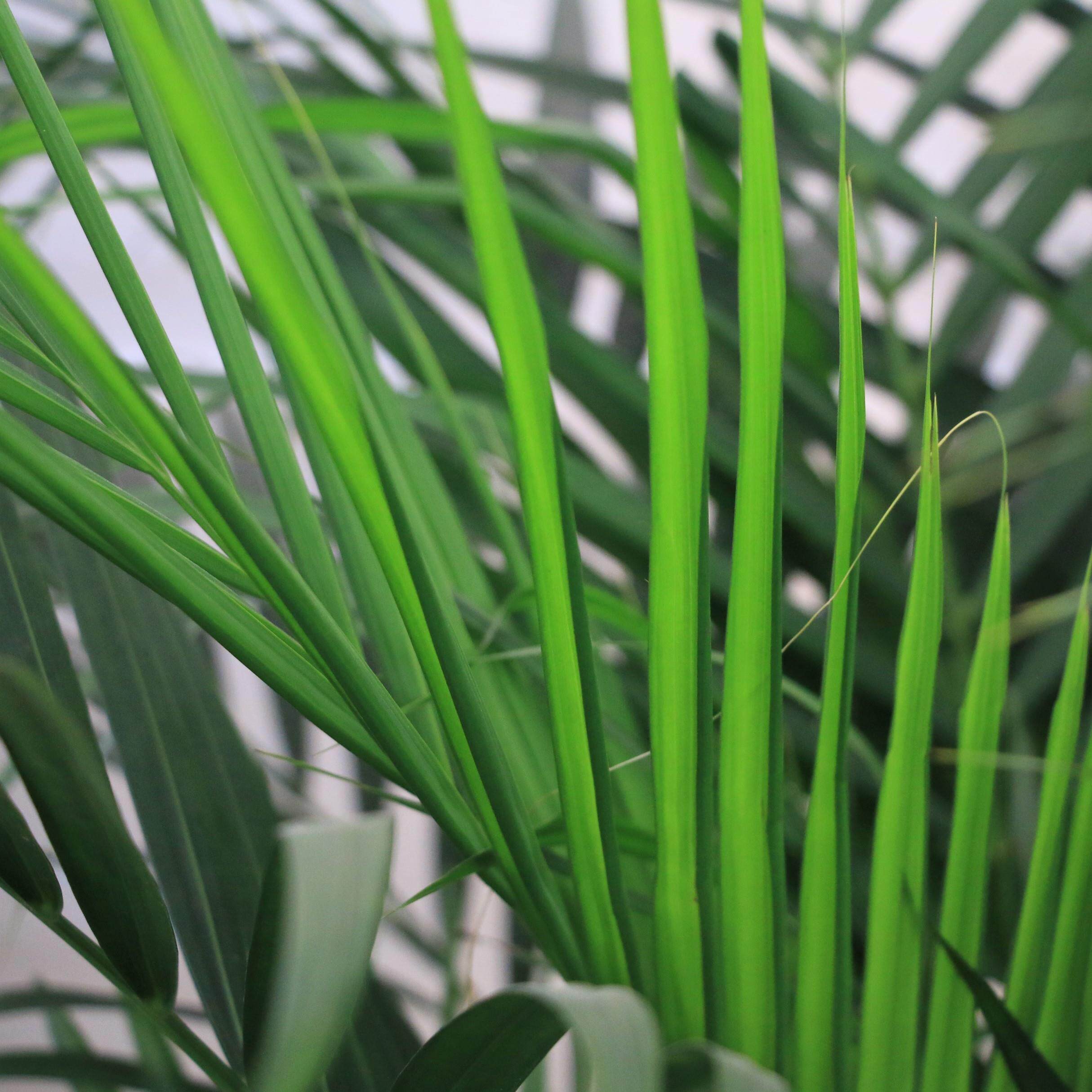 散尾凤尾大型植物室内盆栽绿植花卉办公室四季大型绿植