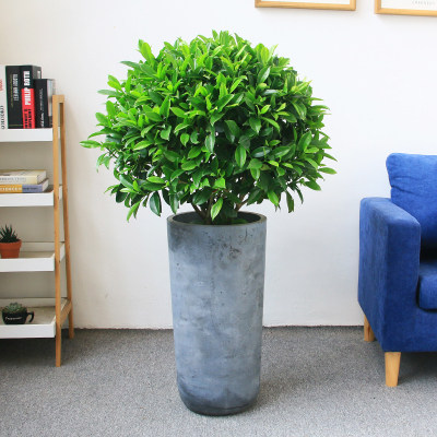 非洲茉莉绿植室内阳台庭院大型造型盆栽长沙大型绿植