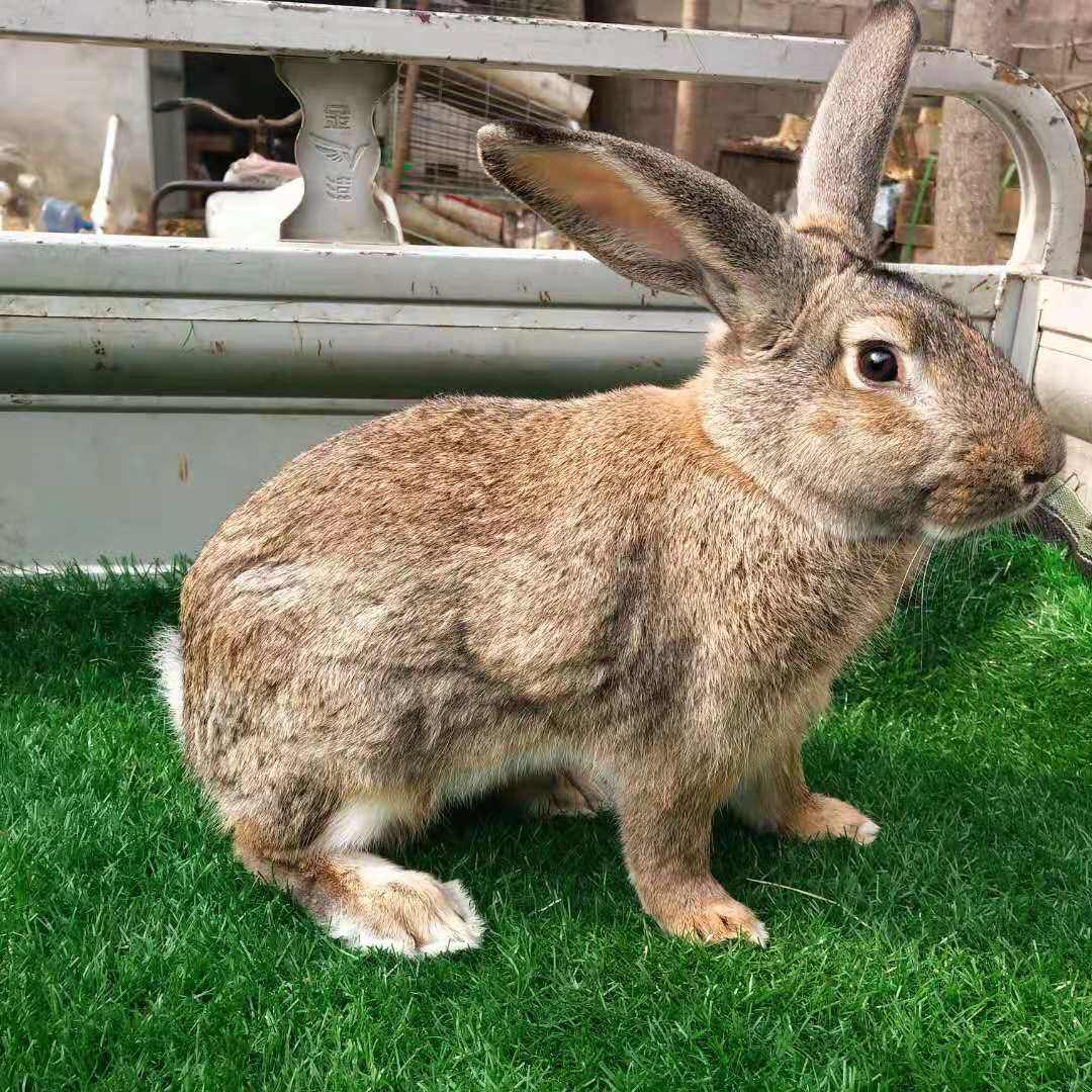 兔子活物成年兔活体新西兰肉兔种兔比利时一对可繁殖巨型兔伊拉兔