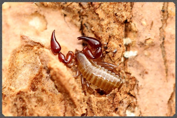 宠物云南虫谷昆虫拟蝎蝎子爬虫另类可群养包蝎类