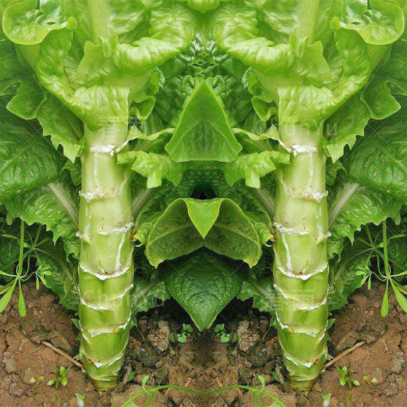 莴笋春季大全菜子籽种笋菜种子种籽莴苣菜种家庭园艺种子