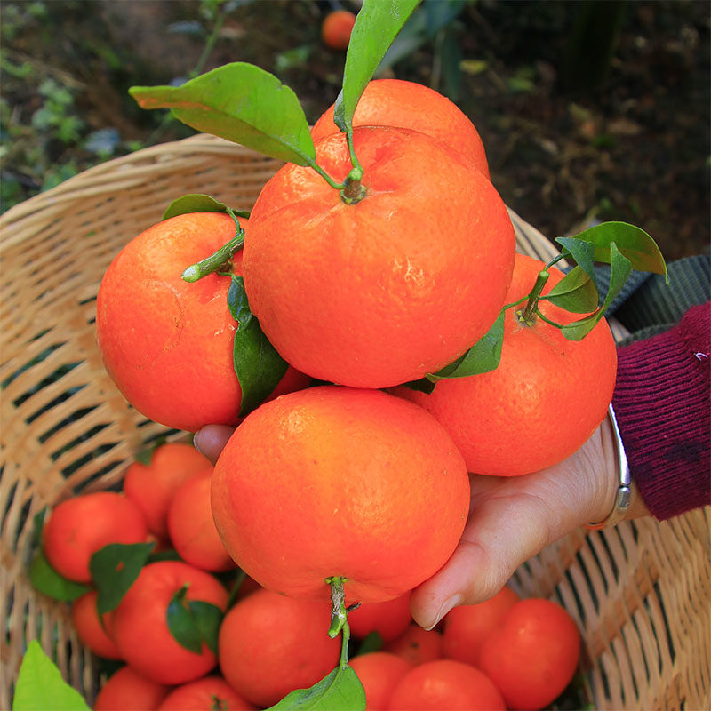 现摘发当季水果宾川整箱云南高原保山沃柑10斤装大果橘子新鲜香甜