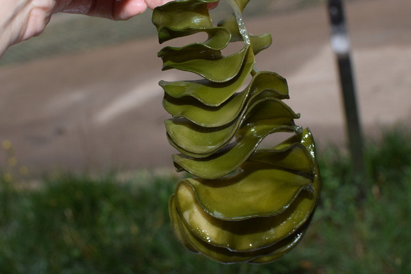 干货海木木耳裙带螺旋藻海白菜海藻特级海灵芝250克海带