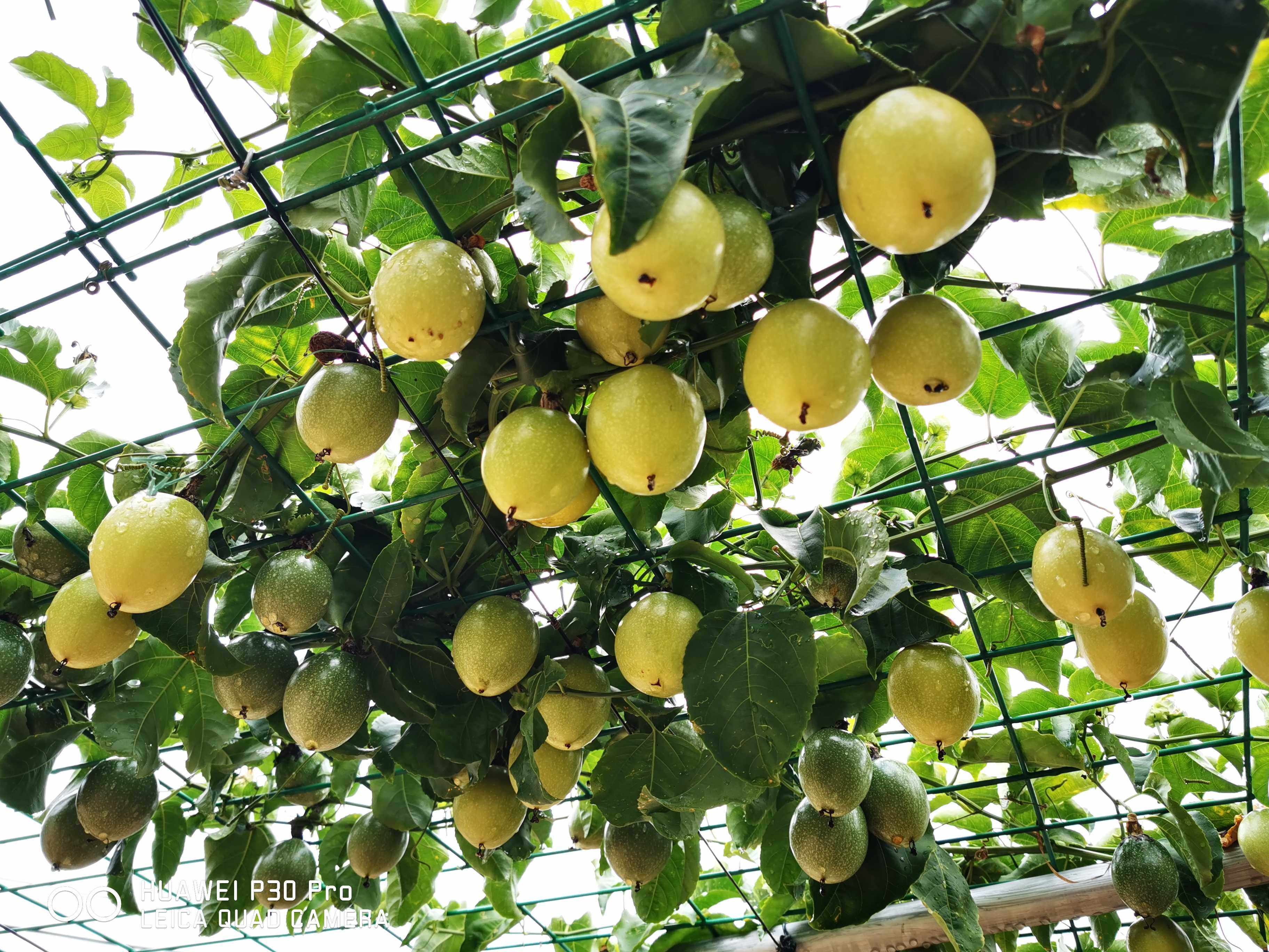 云南版纳新鲜黄金百香果乐味5斤净重重大果包百香果