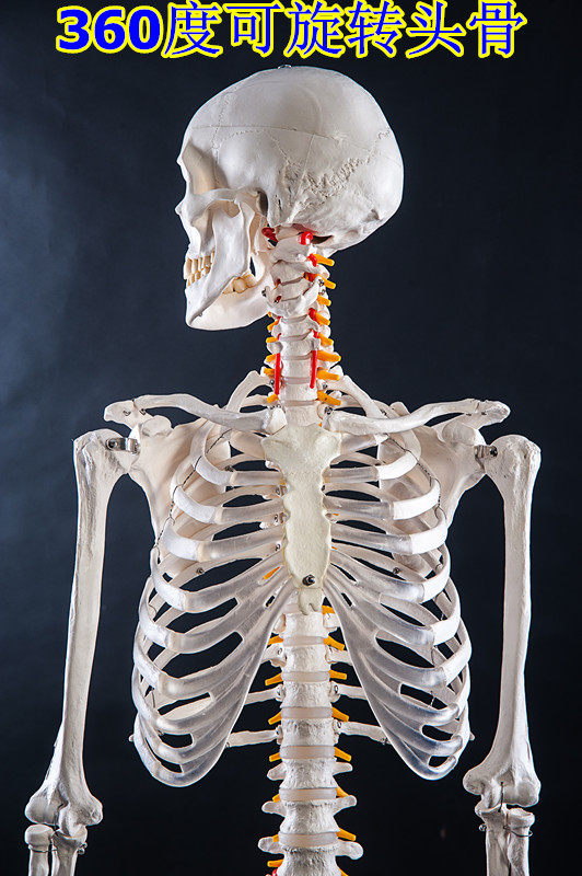 厂家直销美术艺用医用最标准的170cm人体大骨骼模型 骷髅骨架标本