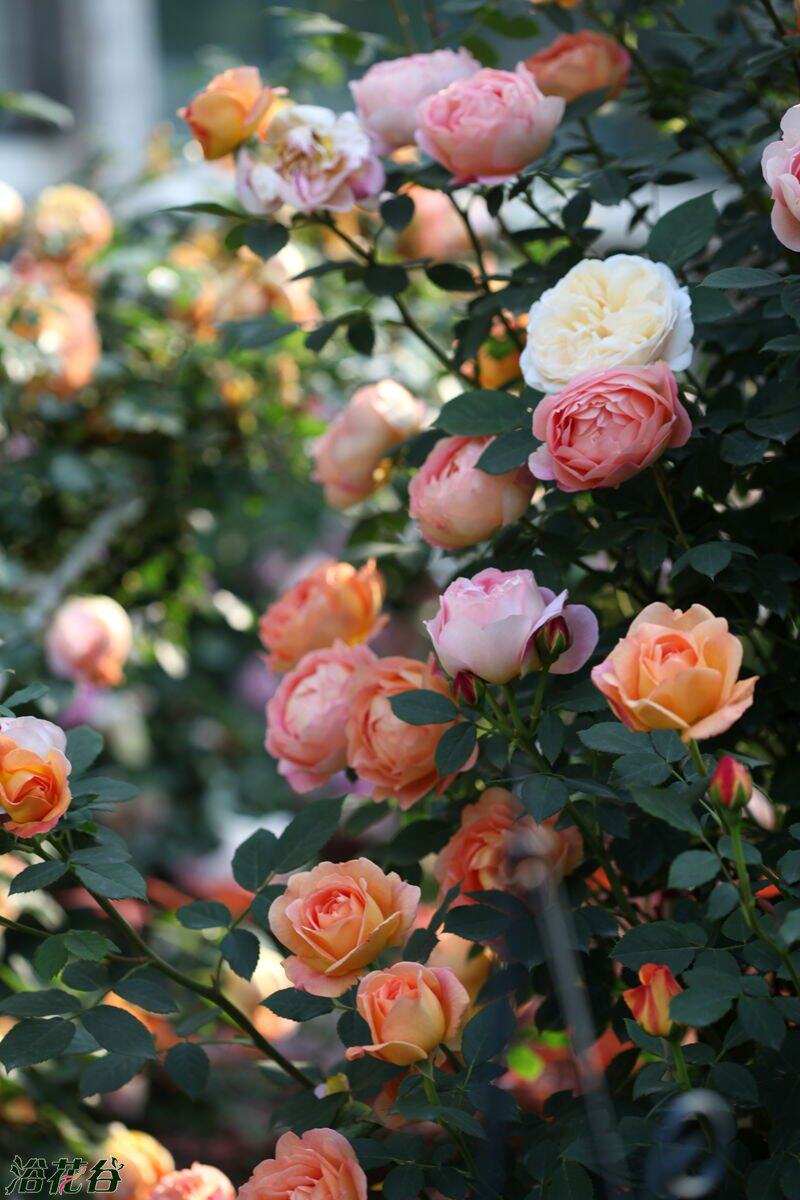 夏洛特欧月夫人ladyofshalottrose藤本月季女郎时令草本花卉