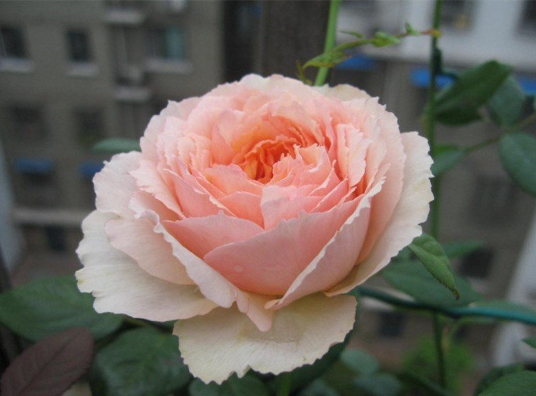 晴天月季园欧月新品切包萨尔萨尔曼曼莎花型精致时令草本花卉