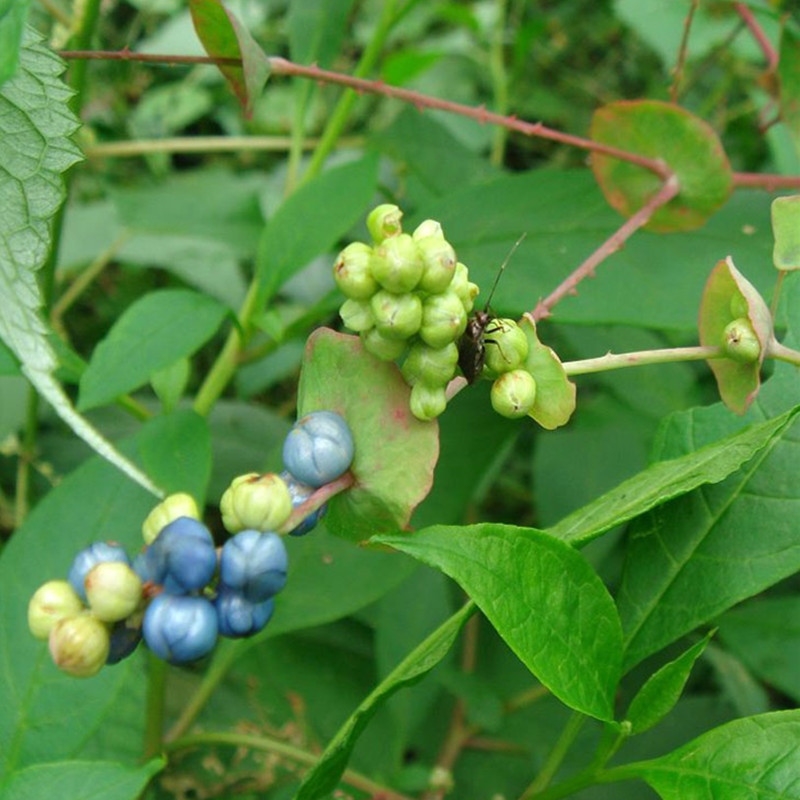 新鲜野生杠板归犁头刺蛇倒退河白草老虎脷三角藤蛇牙草下单现采