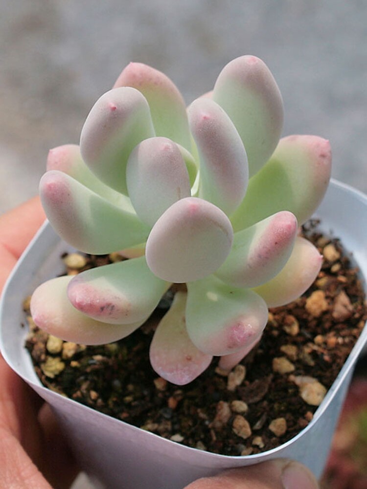 美人炫炫园艺三日日月人多植物糖果人大颗贵多肉植物