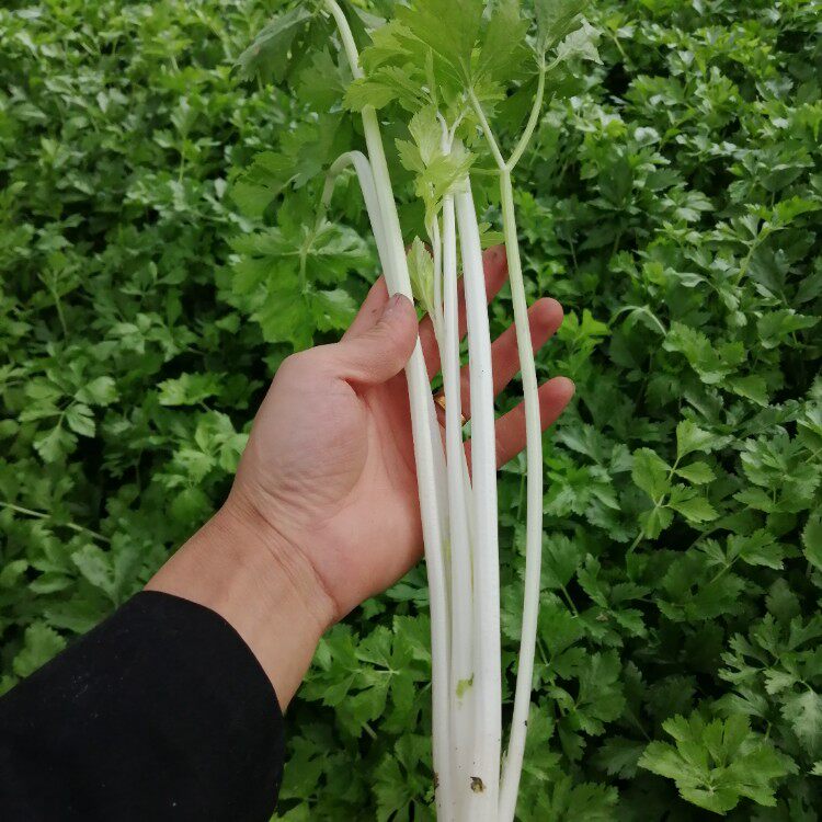 四川芹菜新鲜蔬菜白芹农家自种香芹嫩鲜芹青芹西芹凉拌即食小芹菜_双