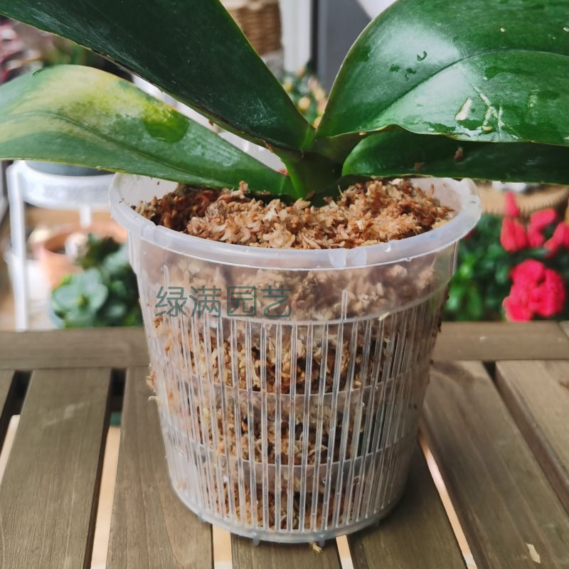 花盆蝴蝶兰专用控根铁皮石斛圆形透明透气塑料花盆