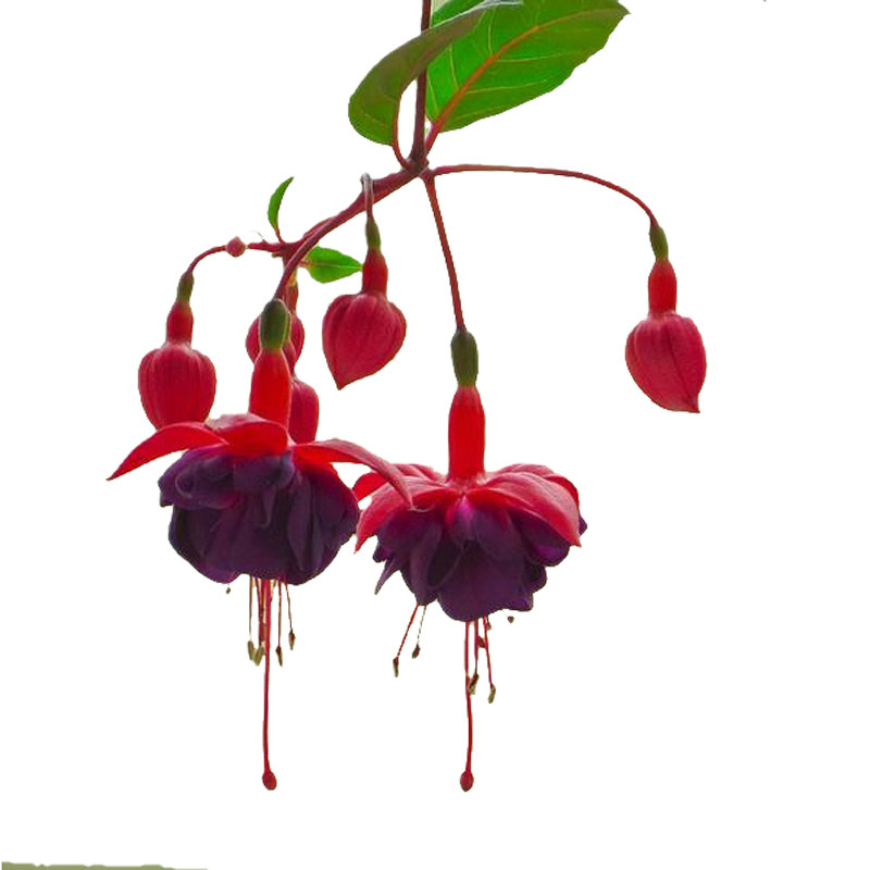 倒挂金钟盆栽带花铃铛花苗室外绿植灯笼海棠花开三季阳台耐寒花卉