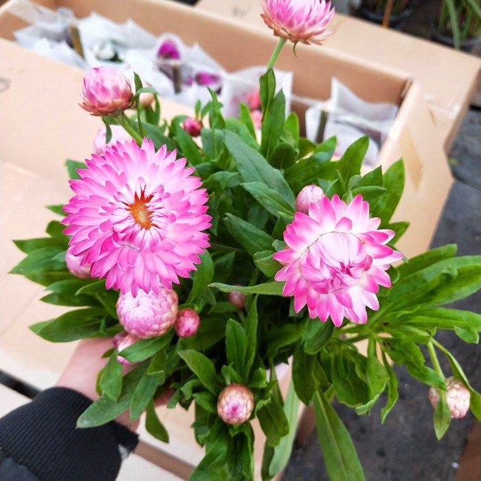 蜡菊盆栽阳台室外耐寒花卉多年生四季开花植物时令草本花卉