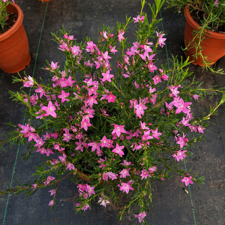 知音花盆盆栽阳台庭院花卉樱花植物四季鲜花时令草本花卉