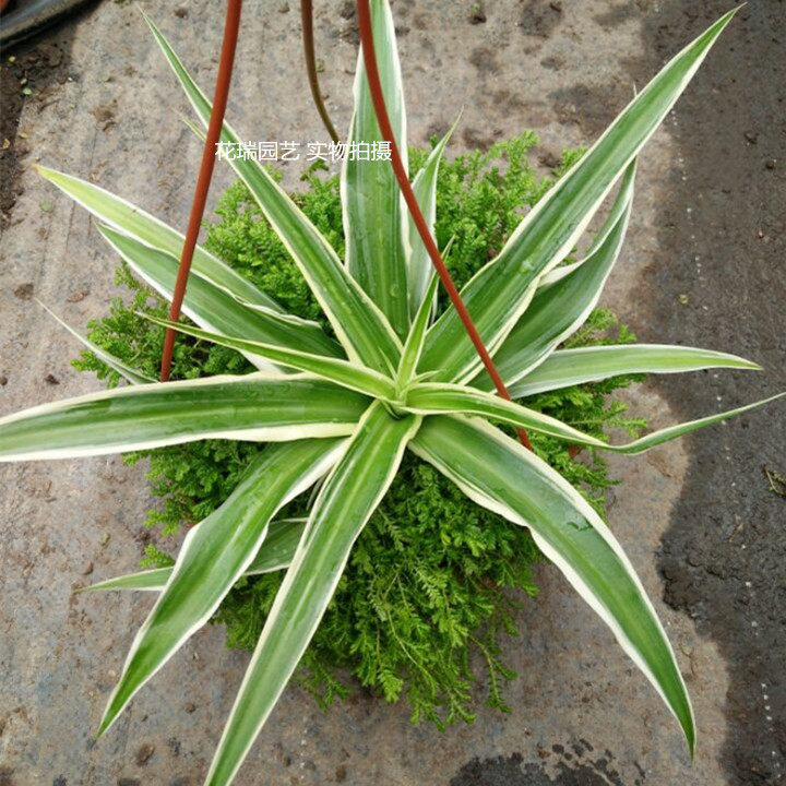 金边叶植物常绿四季植物室内观吊兰阳台室外青龙绿植