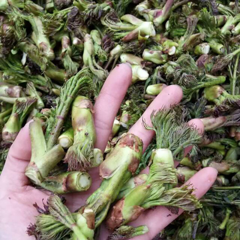 野生刺老长白山嫩芽刺龙东北山野菜新鲜500克其它