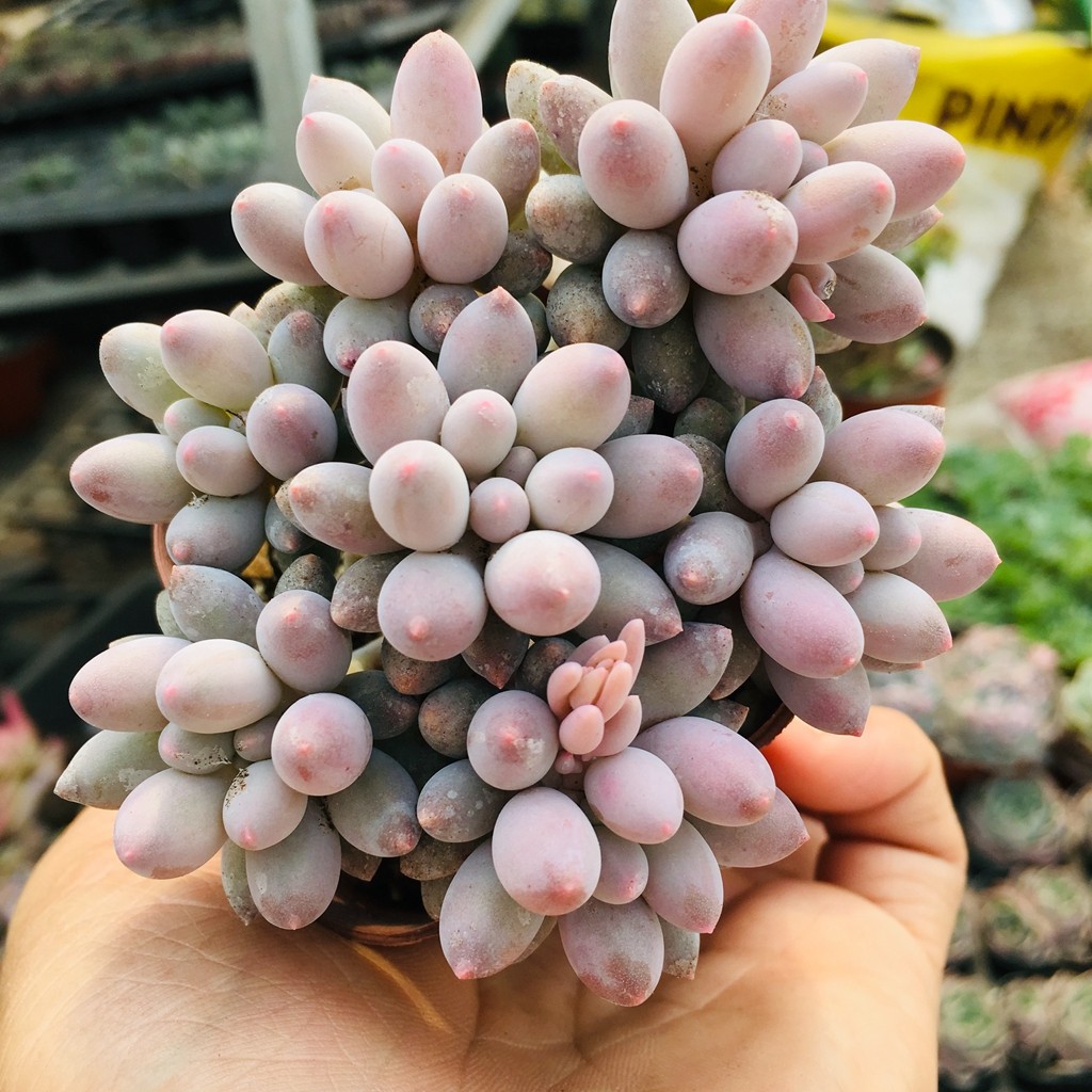 婴儿手指多肉群生老桩植物一物一拍全店38包邮多肉植物