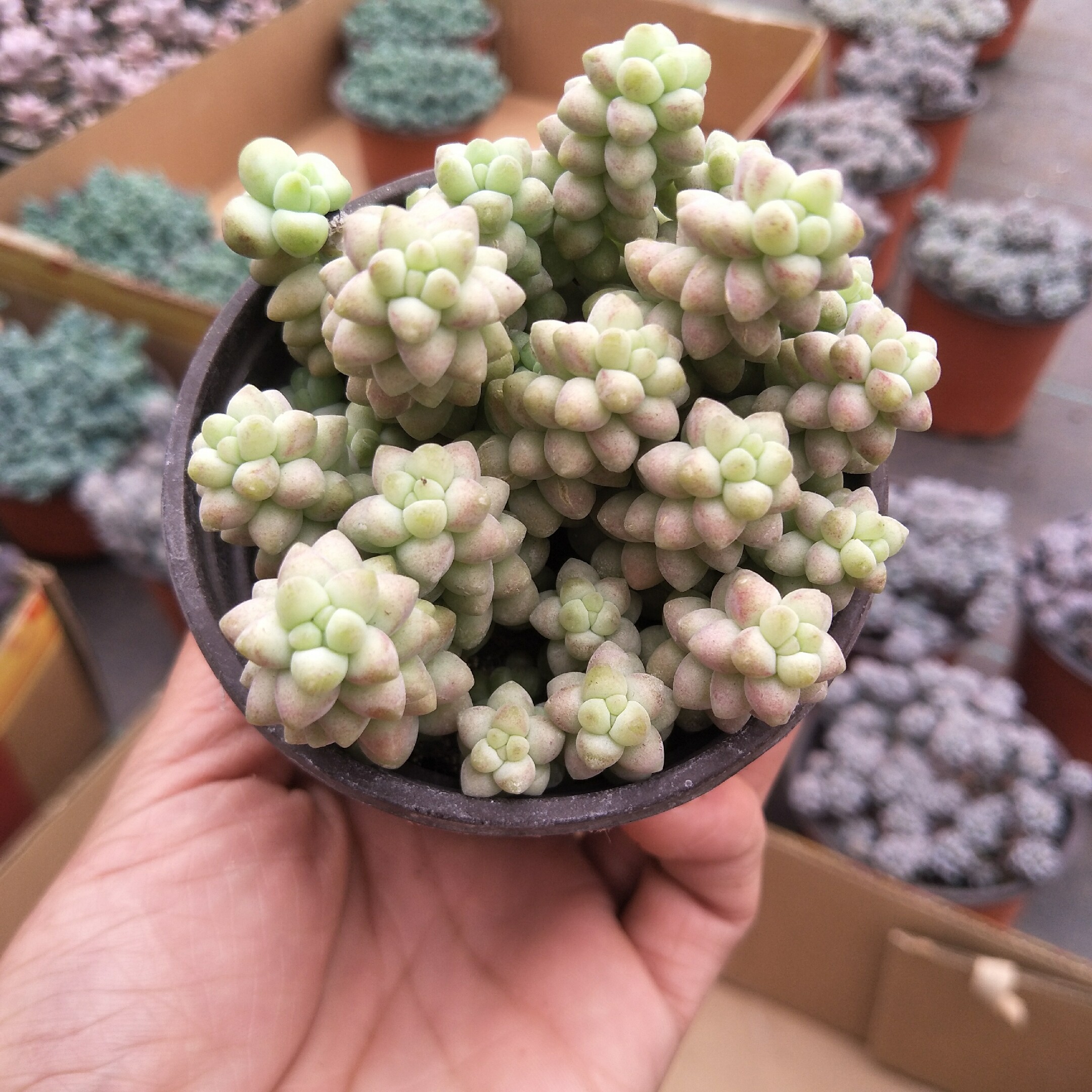 玉坠多肉植物玉缀老桩群生彩虹玉坠多肉植物带盆发货