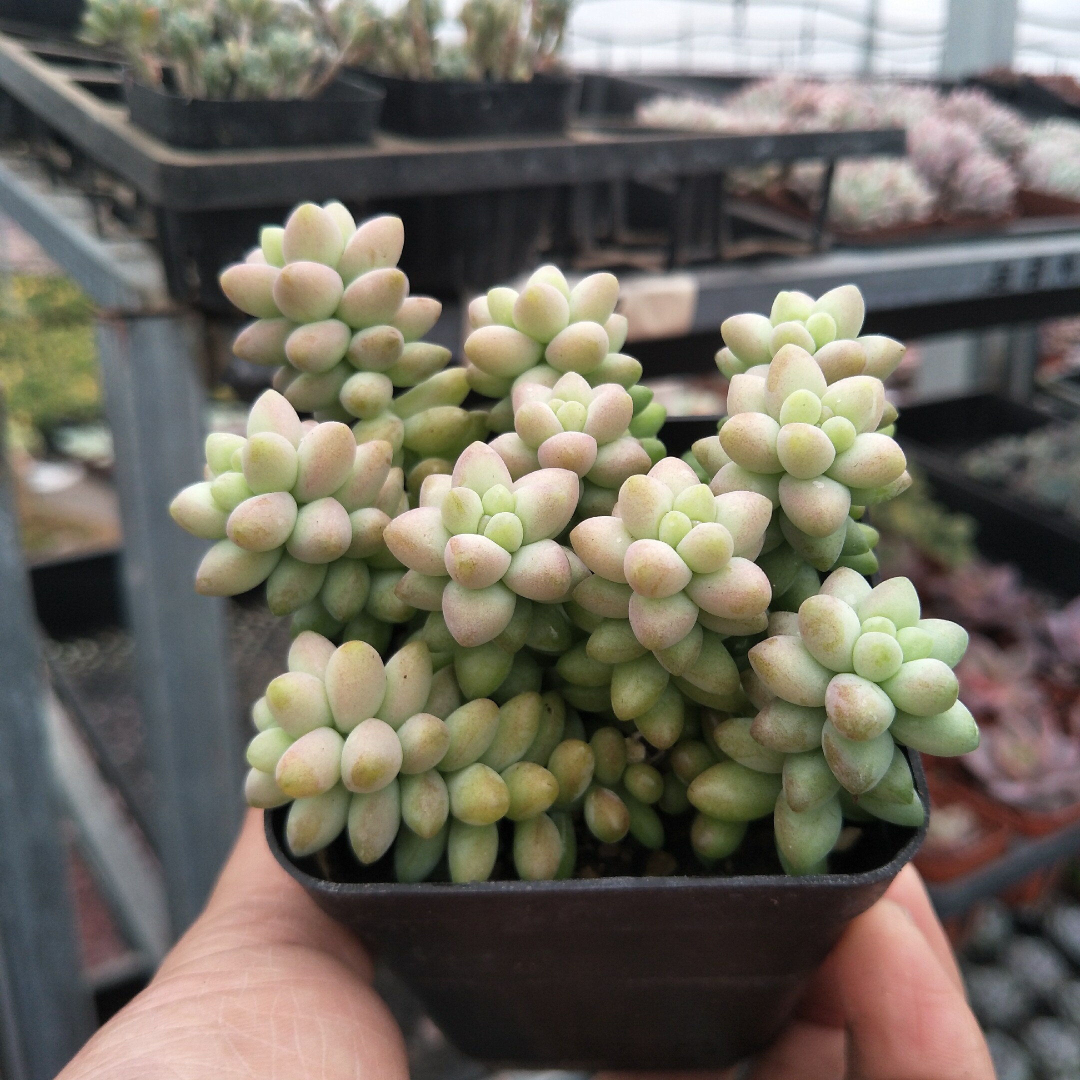 玉坠多肉植物玉缀老桩群生彩虹玉坠多肉植物带盆发货全店满38包邮